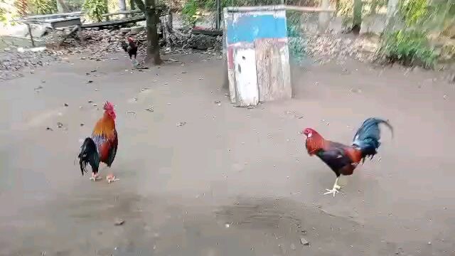 Boston VS Cowan RH SC WPC banded.