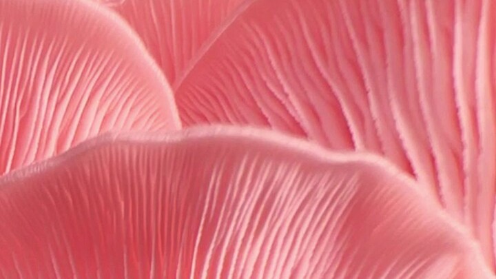 Time-Lapse of Ears Growing