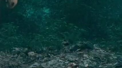 FANTASTIC BEAST! HIGHLIGHTS! 🤩