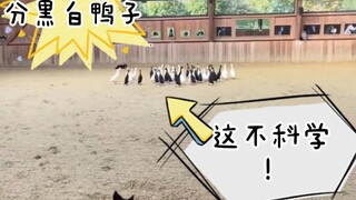 This is outrageous! Asking a Border Collie to separate a group of black and white ducks mixed togeth
