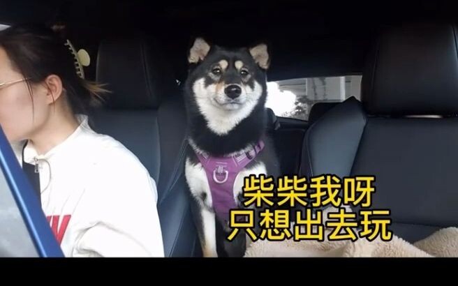 Seperti apa rasanya mengemudikan bus anjing?