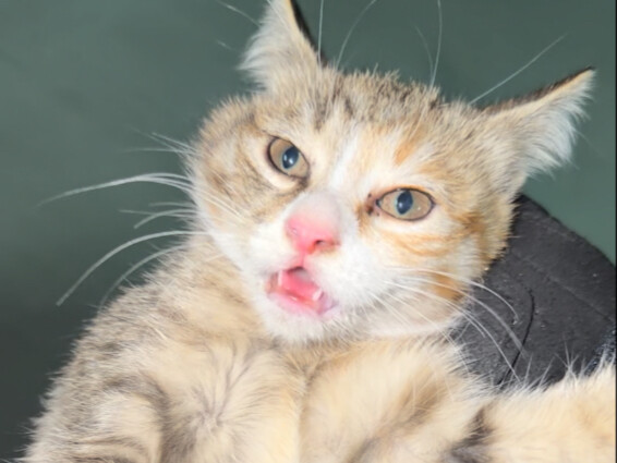 Mẹ mèo đổi con lấy snack cho mèo