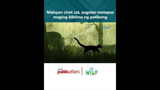 Malayan civet cat, sugatan matapos maging biktima ng patibong | Born to Be Wild