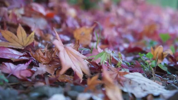 Kịch bản chuyện tình (Phần 2) EP 8 [Sub Việt]