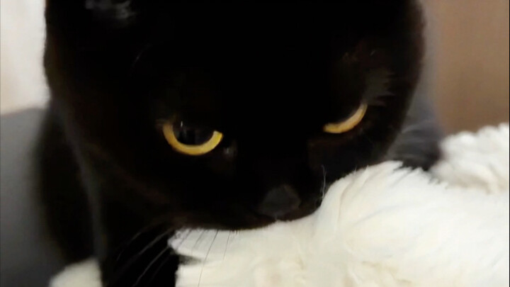 كومة سوداء من الـ"تسيبا" تدوس الحليب بخبث ودهاء...