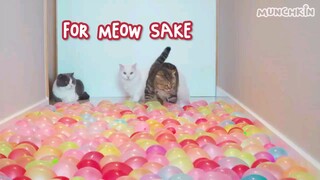 funny video cat