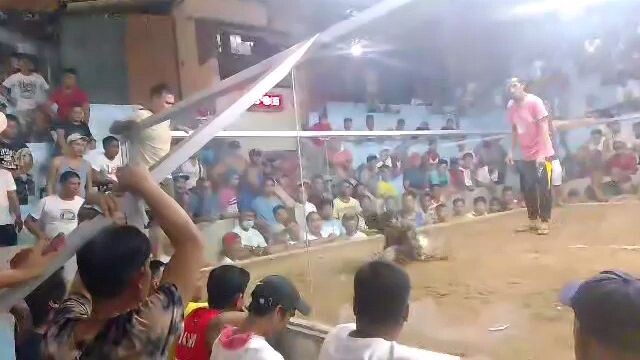 1st fight 2cock ukutan