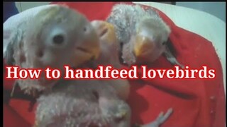 How to handfeed my baby lovebirds #Howtohandfeedbabybird #Kamoimoi #Kamoymoy