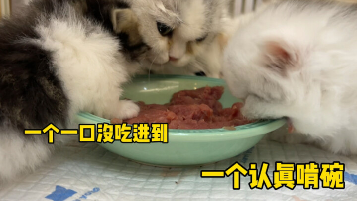"Stupid Cat Family"