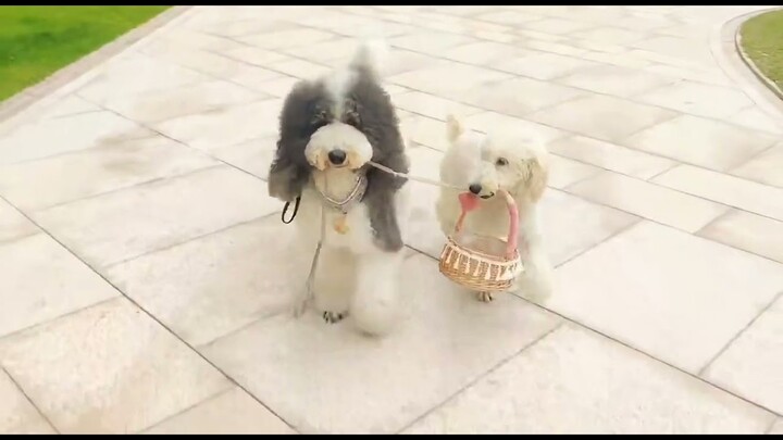 Gigantic Fluffy Poodle Dogs Love Being Carried Everywhere