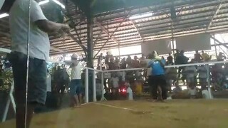 past to kill sa wala manok ko.mariveles Bataan cock arena brgy alas asin