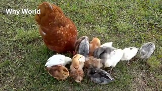 Cute Animals｜Hens Protecting Their Children