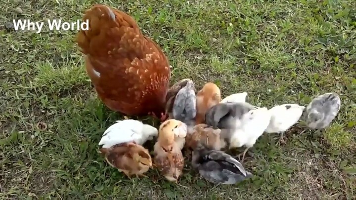 Thú cưng đáng yêu|vlog gà mẹ bảo vệ đàn con không bị chó tấn công