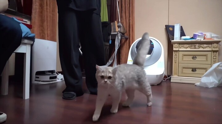 فوغوي مطيع جدًا، آشوان على وشك أن يُسحر! آشوان: "هل يمكنني تقبيله؟" شياو هيور سارع إلى التراجع عن كل