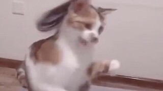 The cat wears a wig and shakes its head to the beat of electronic music~