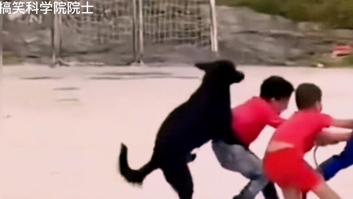 Cảnh nổi tiếng hài hước tập 55 - Đội Chó Siêu Anh Hùng