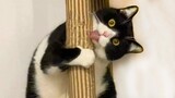 Funny Cat Videos That Are IMPOSSIBLE Not To Laugh At 😂