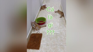 Cá trong ngôn ngữ của sen dới mèo là…. 🤣 vitaminmèo mèo cats