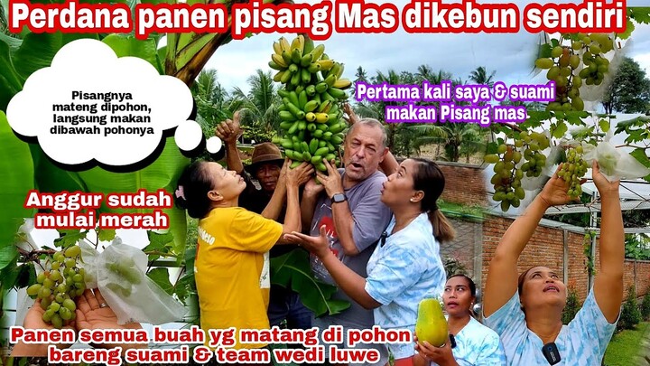 PERDANA PANEN PISANG MAS DIKEBUN SENDIRI || LANGSUNG REVIEW DI BAWAH POHONYA