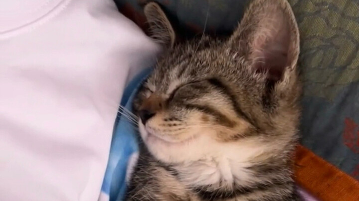 Limited time only—adorable clingy kitten!