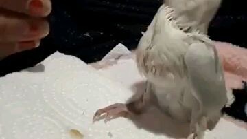 😍Agaporni Papillero 🦜