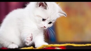 [So Cute] - Những bé mèo  siêu dễ thương, siêu ngọt ngào