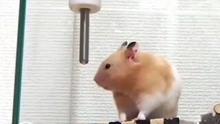 Hamster: Let's call it a day; any more "huo" would be rude... Daughter: Suffering from the consequen