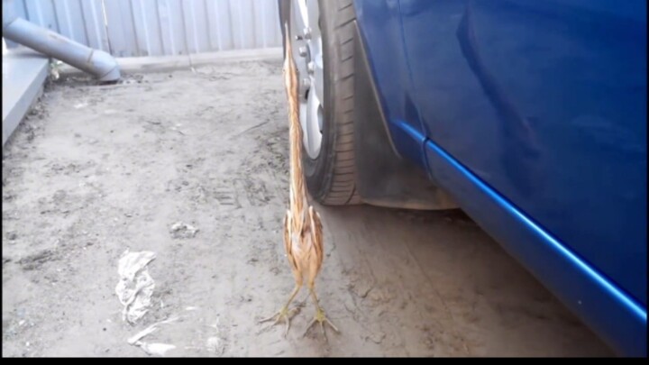 ไก่: นี่เป็นครั้งแรกที่โดนบีบให้แบนแบบนี้เลยนะ