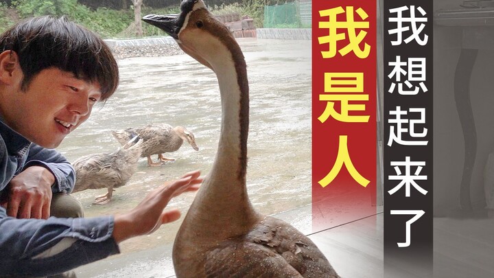 Ngỗng con: Hình như tôi nhớ ra điều gì đó rồi.