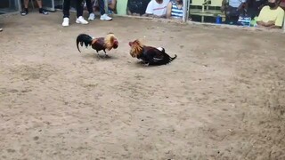 jat game cocks 1st fight 2hits ulutan.