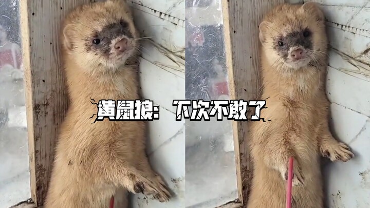 شوكتني! شفت الأخ الأكبر بيدّرس “هوانغ دا شيان” درسًا!