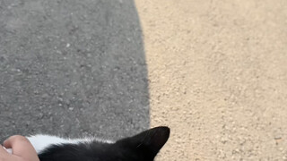 I really do run into cats everywhere I go, and they're all calico cats.