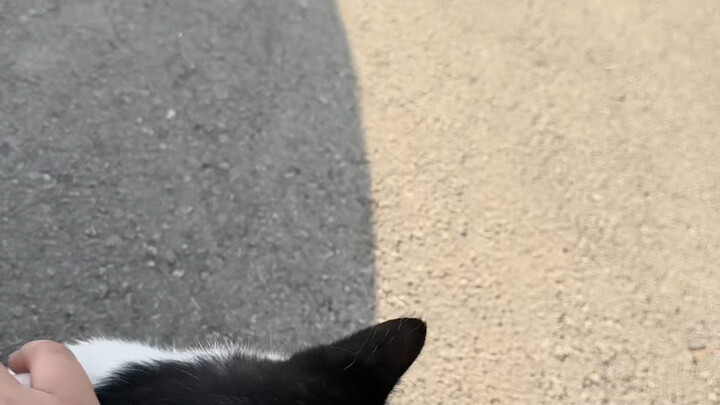 Tôi đúng là đi đâu cũng gặp mèo, lại còn là mèo bò sữa nữa