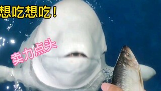 还好最后给鱼吃了！不然又是洗澡的一天