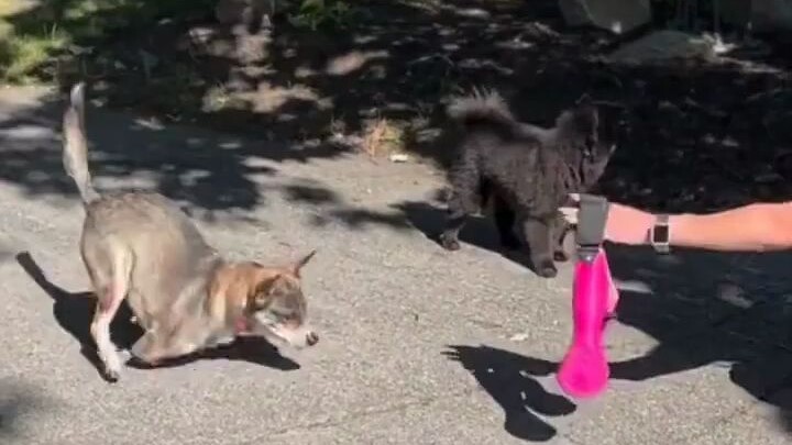 A dog with front-leg disabilities puts on prosthetic limbs for the first time and walks out with a c