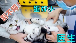 Saya membawa kucing saya ke dokter hewan untuk sterilisasi, dan dokternya bilang telurnya terlalu ke