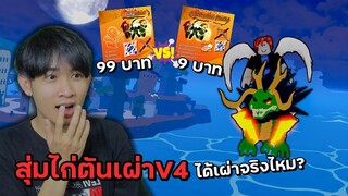 สุ่มไก่ตันเผ่าV4 9บาท VS 99บาท จะได้เผ่าใหม่จริงไหม? Blox Fruits