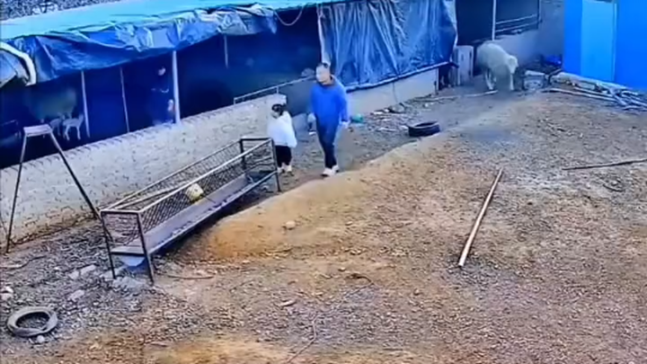 Sheep: Can’t cook it through? Just roast it—done! You’ll laugh so hard your stomach hurts!