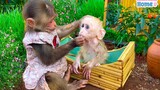 小猴子给小小猴喂奶粉，喂着喂着怎么还亲上了呢?