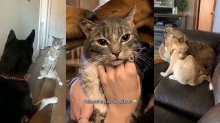Harmoni antara anjing dan kucing