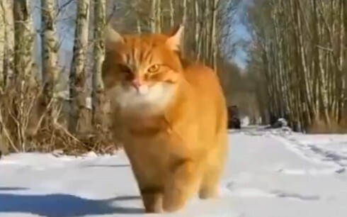 Northeast Big Orange Cat—Absolutely Adorable!