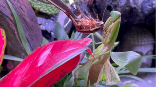 Mantis terlahir kembali~~
