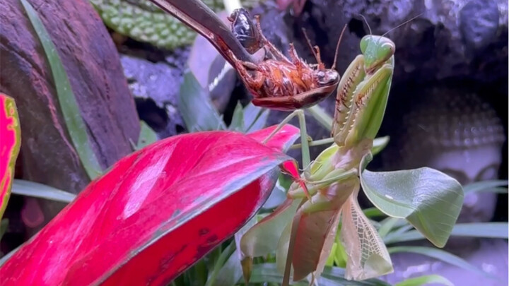 Mantis terlahir kembali~~