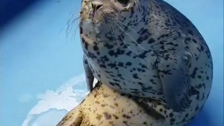 Someone asked, can seals just casually “mash” any animal? The moment they touch one, they’ll start f