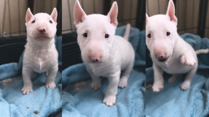 I'm a bull terrier puppy—super fierce, super fierce!