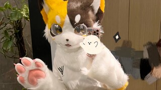 Fake all little kittens, huh