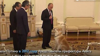 [Putin] Một chú mèo dễ thương với túi đầy thức ăn cho chó