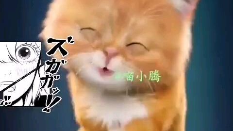 Cute cat 🎶 singing baby shark