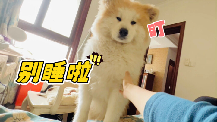 น้องหมาทุกตัวชอบปลุกเจ้าของให้ตื่นไหม? แต่เจ้าอากิตะไม่ทำนะ!