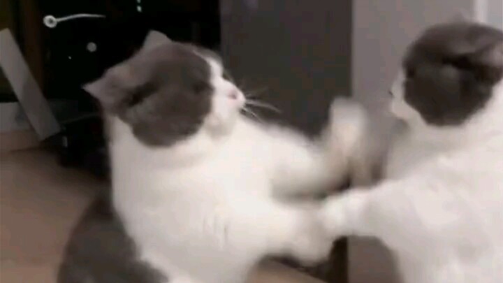 Tai Chi Push-Hand Cat! A National-Level Cat!